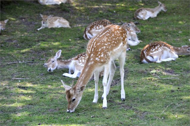 Parc des biches