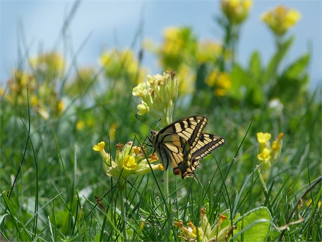 Papillon machaon - RNNHCJ - M. Rouph