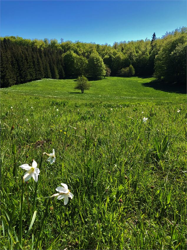 Combe de la Chandeleuse - M.Ballet