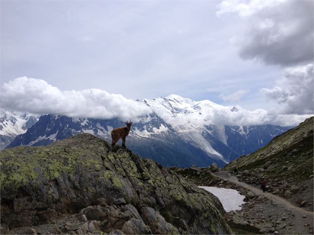 Chamoix sur le chemin du lac blanc