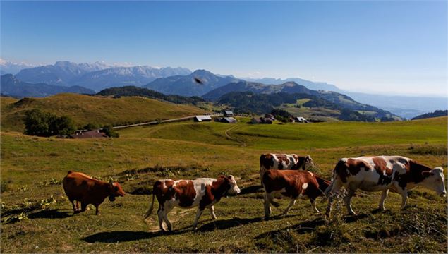 alpage d'ajon - Office de Tourisme des Alpes du Léman