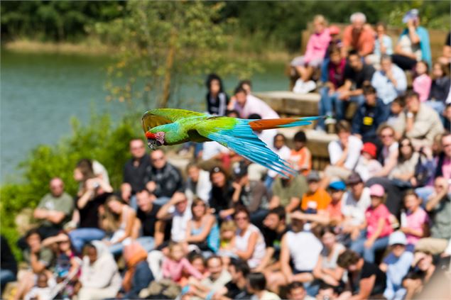 Ara spectacle d'oiseaux en vol - Yves Thonnerieux