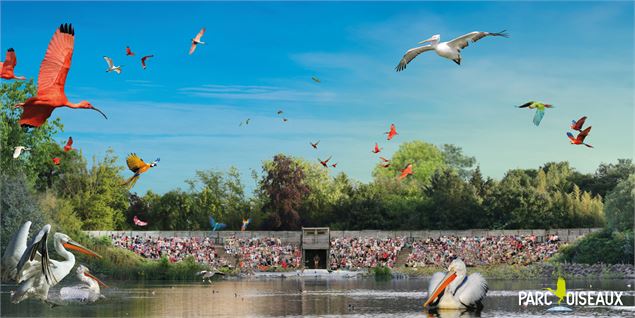 Spectacle d'oiseaux en vol - Yves Thonnerieux