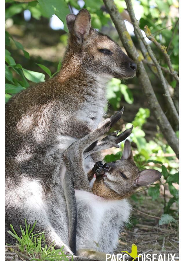 Wallaby de Bennett Bush australien - Yves Thonnerieux