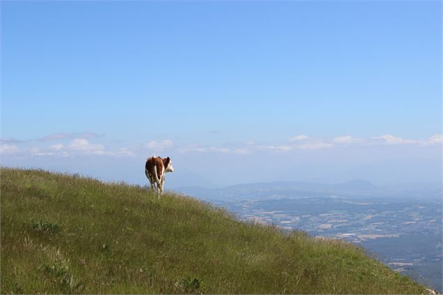 Vache - ©jthevenard