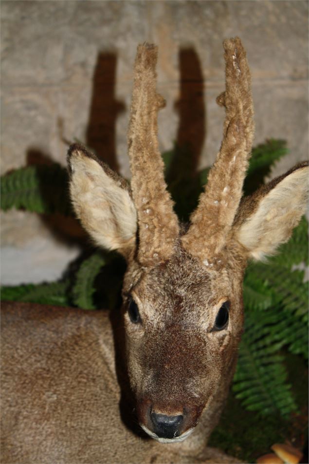 Musée de la Faune - CCHC