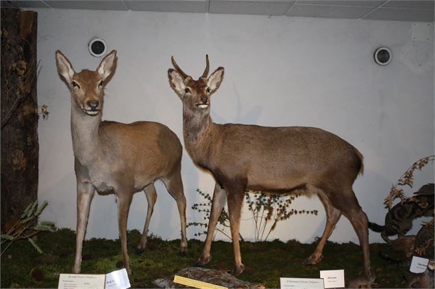 Musée de la Faune - CCHC