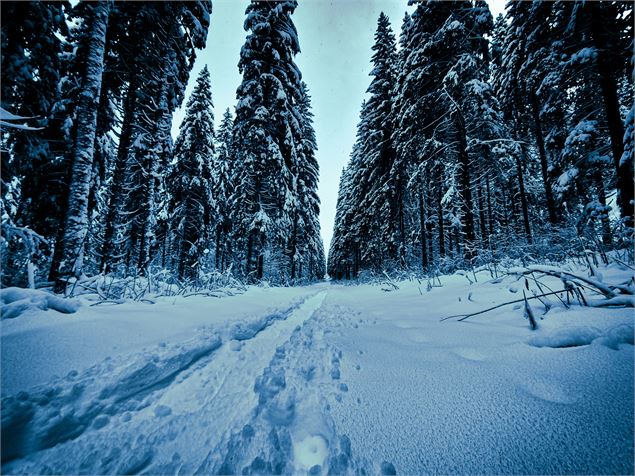 Sentier raquette - Gaétan Level Tournier