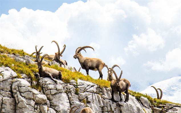 Un troupeau de bouquetins sur le Désert de Platé - OT Flaine-Candice Genard