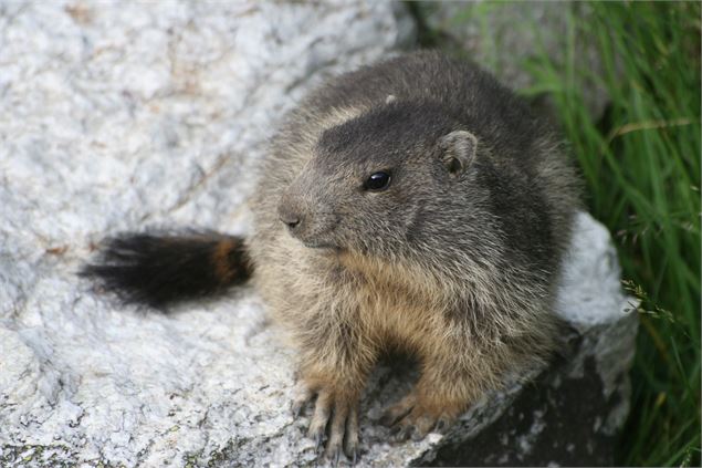 Marmotte dans le Parc national de la Vanoise - MO. Arc en ciel photos - OT AUSSOIS