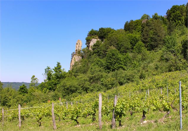 vignes de St Sorlin en Bugey - M.Périno