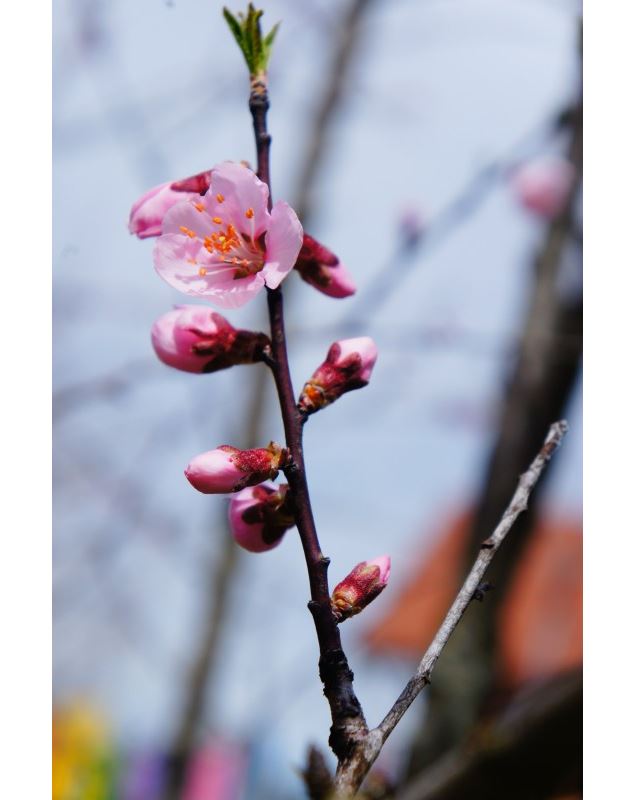 Prunus amygdalopersica ‘Angélique’ - GRATIA Manon©