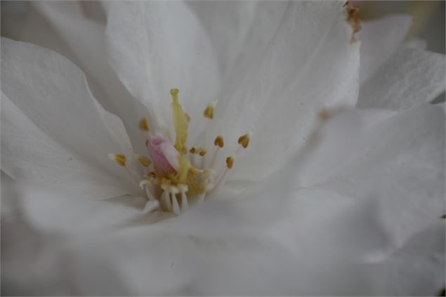 Prunus serrulata 