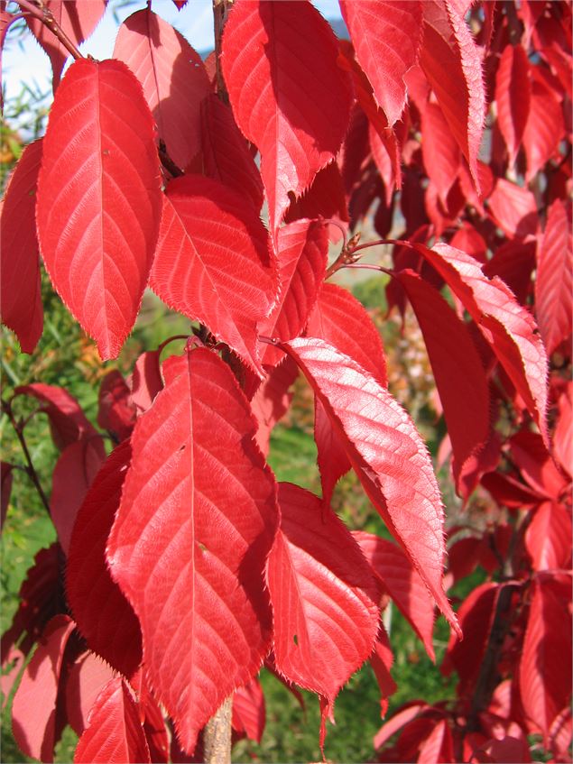 Prunus serrulata ‘Royal Burgundy’ - SADRIN Franck