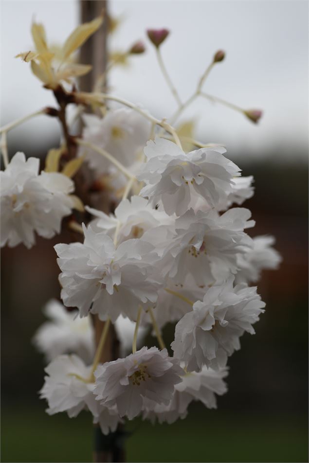 Prunus serrulata ‘Fugenzô’ - Uberti©