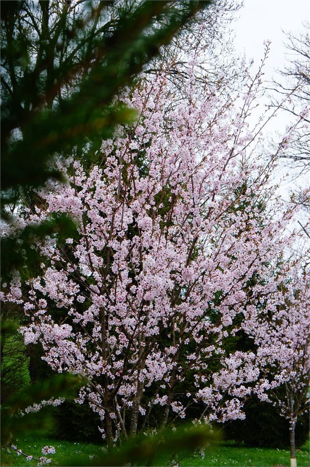 Prunus x ‘Tilstone Hellfire’ - GRATIA Manon©