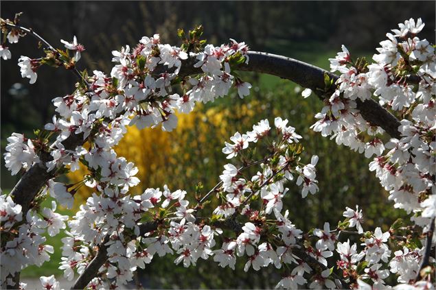 Prunus x subhirtella ‘Snow Showers’ - Uberti©