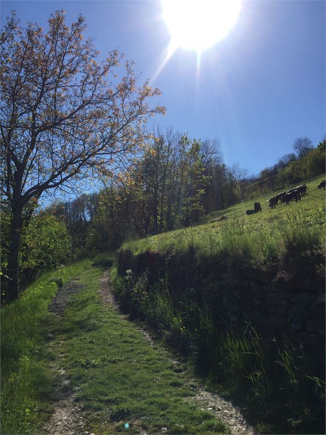 Joli chemin en balcon - OT Bourg Saint Maurice