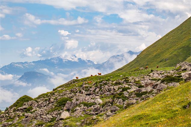 Col d'Emy - Vache - L.Boutiot