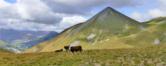 Vaches sur le TAA - Eric David