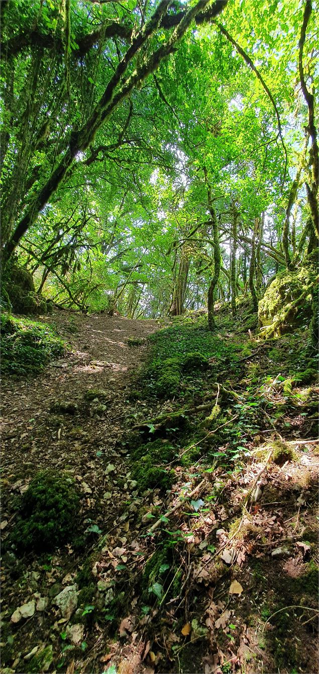 Réserve Naturelle de la grotte de  Hautecourt_Hautecourt-Romanèche - GBA