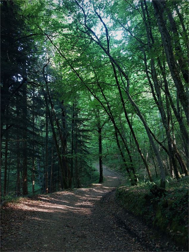 Forêt de Rothonne à Belley - Maxime Ballet