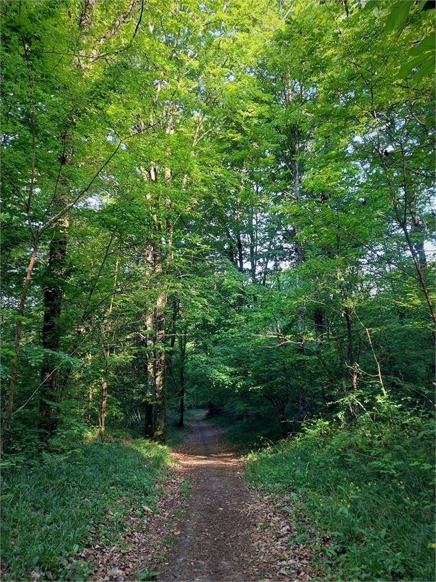 Forêt de Rothonne à Belley - Maxime Ballet