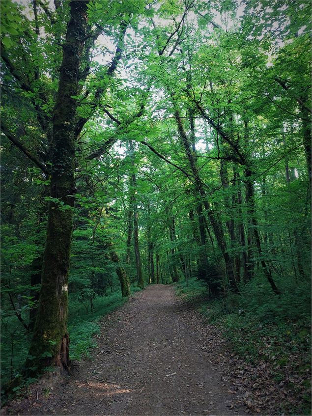 Forêt de Rothonne à Belley - Maxime Ballet