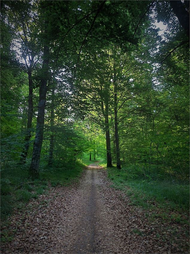 Forêt de Rothonne à Belley - Maxime Ballet