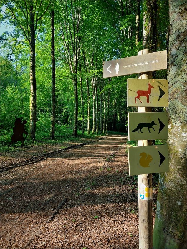 Forêt de Rothonne à Belley - Maxime Ballet