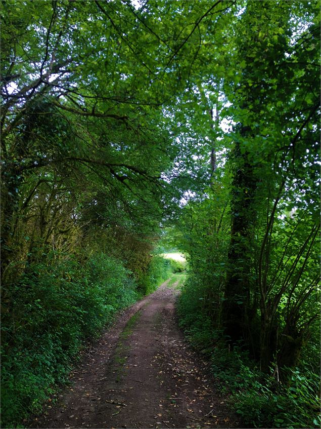 Chemin menant au lac de Chailloux - M.Ballet