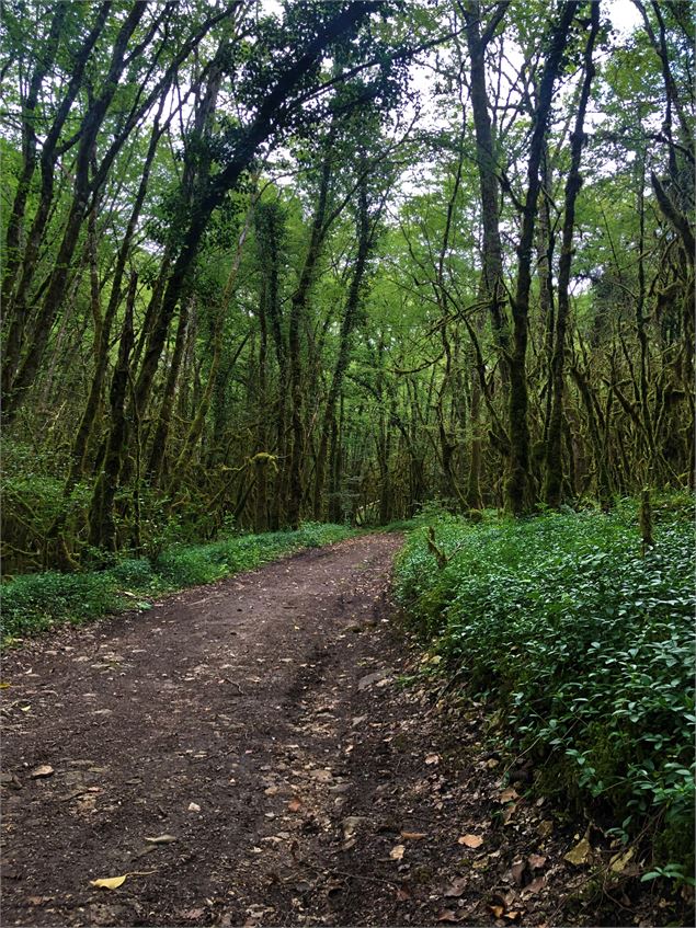 Chemin menant au lac de Chailloux - M.Ballet