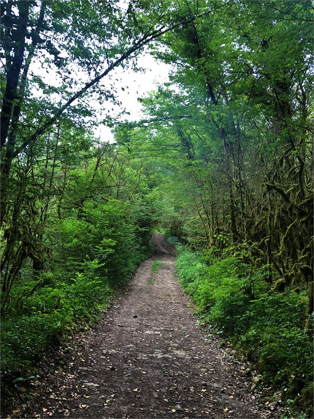 Chemin menant au lac de Chailloux - © Maxime Ballet