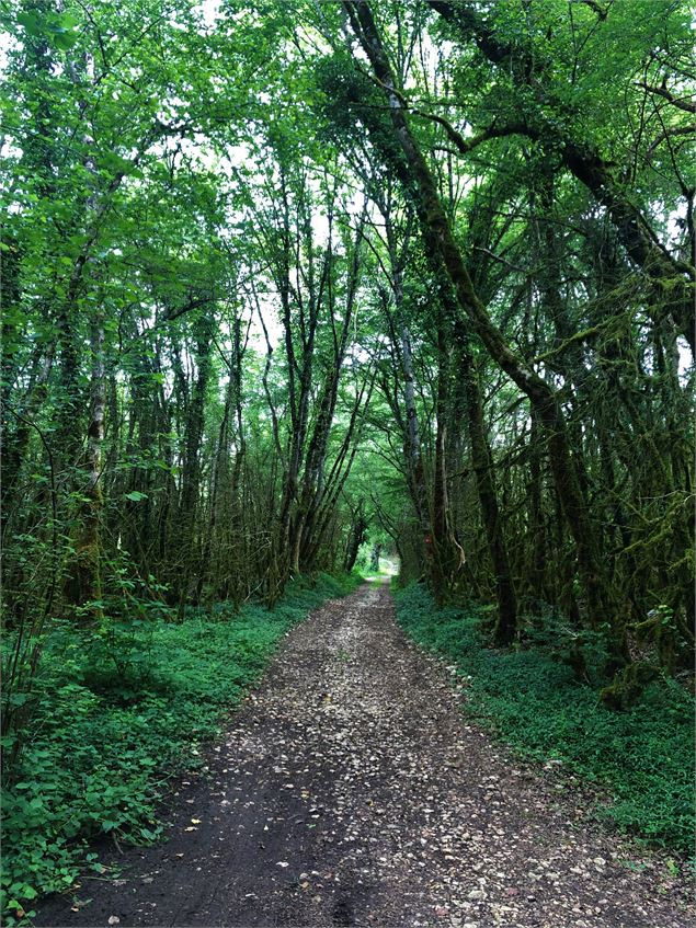 Chemin menant au lac de Chailloux - © Maxime Ballet