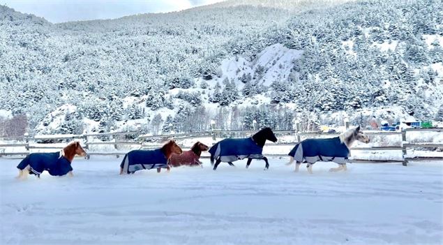 Poneys qui courent dans la neige - C.Gallarato