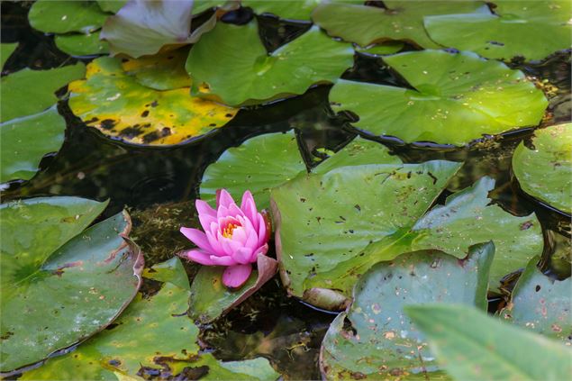 Les Jardins Aquatiques - Clara Darget-Lacoste - Dombes Tourisme