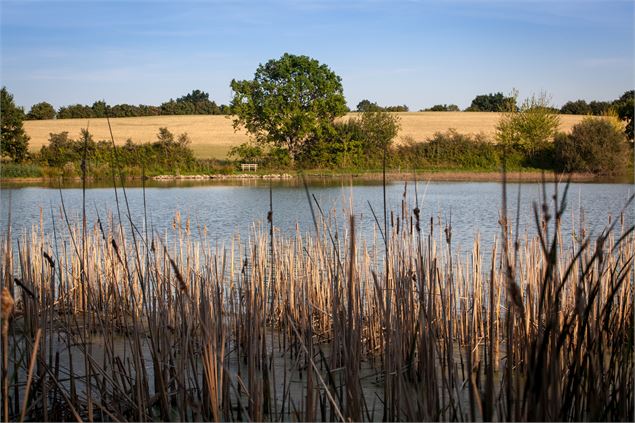 Vue sur l'Etang prêle - Dombes Tourisme