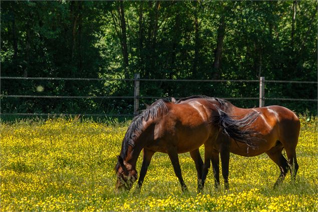 Chevaux - Dombes Tourisme