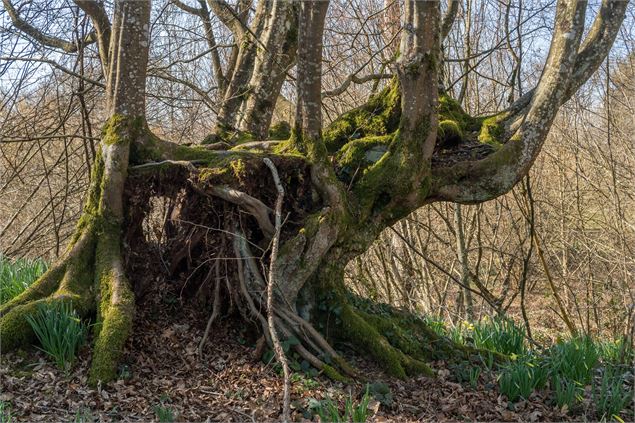 Arbre - Dombes Tourisme