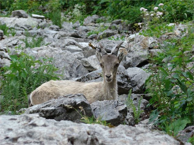 Bouquetin, Lac d'Arvouin - 2CVA