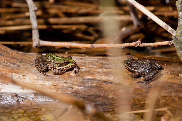 Grenouilles - vallée d'Abondance - OTPEVA