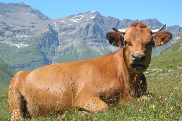 Vache sur le chemin du fort de Ronce - M.Foussat