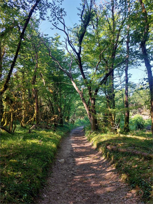 Chemin du Lac d'Armaille - M.Ballet