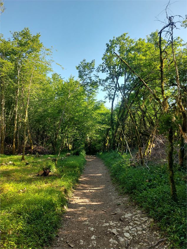 Chemin du Lac d'Armaille - M.Ballet