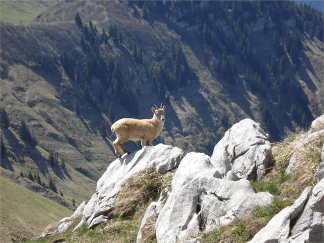 Bouquetin sur les montagnes en vallée d'Abondance - OTPEVA