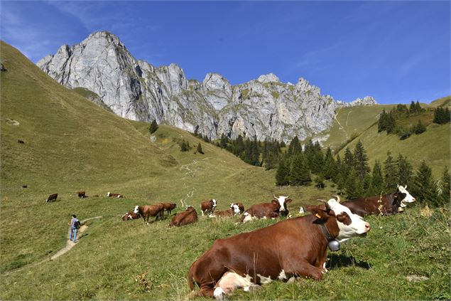 Vaches Abondance sur le sentier - Gilles Lansard