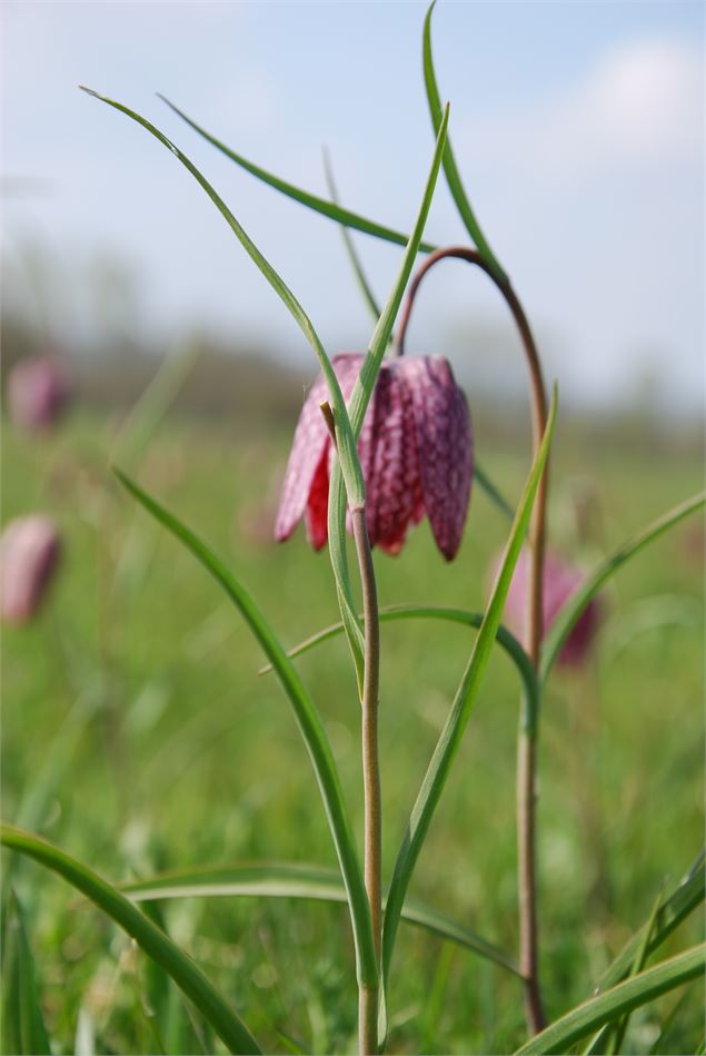 fleur