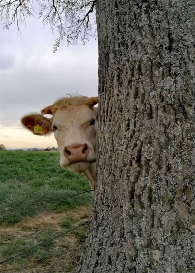 vache