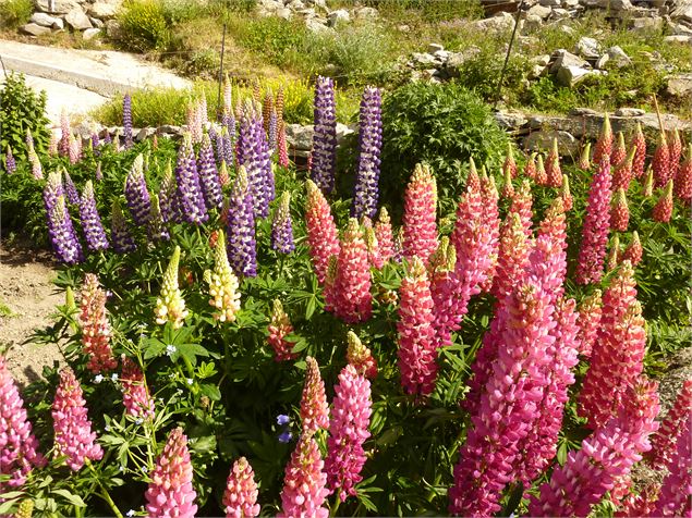 Lupins - K.Mandray