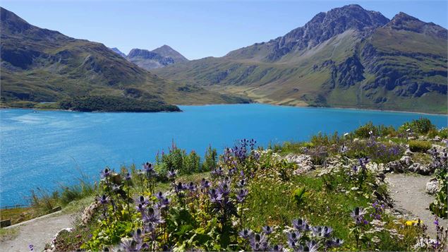 Jardin Alpin du Mont-Cenis au Col du Mont-Cenis - R.Salles - OTHMV